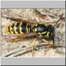 Vespula germanica - Deutsche Wespe - 08c.jpg